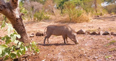 Wild African Warthogs rooting for food Vídeo Stock 104989757