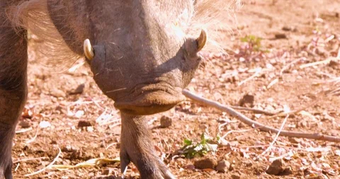 Wild African Warthogs rooting for food Vídeo Stock 104990766