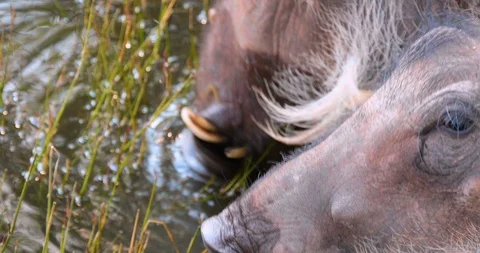 Wild African Warthogs rooting for food Vídeo Stock 104990960
