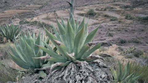 Wild agave in mountains Stock Footage 55692679