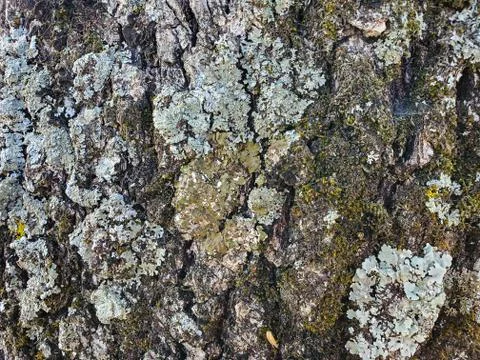 Wild aged Oak tree bark texture, wood natural wallpaper pattern Stock Photos