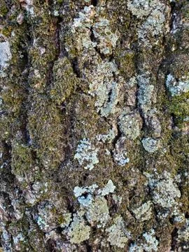 Wild aged Oak tree bark texture, wood natural wallpaper Stock Photos