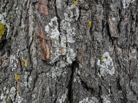Wild aged Oak tree bark texture, wood natural wallpaper pattern background Stock Photos