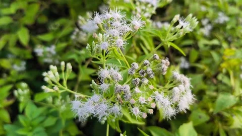 Wild Ageratum Flower Bloom Stock Footage 340851706