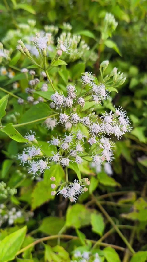 Wild Ageratum Flower Bloom Stock Footage 340851738