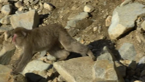Wild aggressive monkey running and fighting on winter season. Snow monkey-Dan Stock Footage 144538692