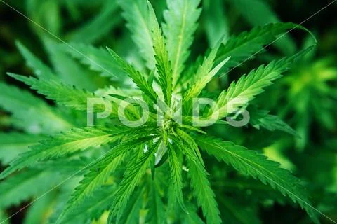 Wild agricultural hemp grows in the countryside Stock Photos