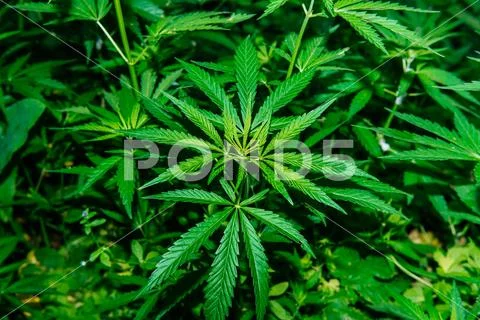 Wild agricultural hemp grows in the countryside Stock Photos
