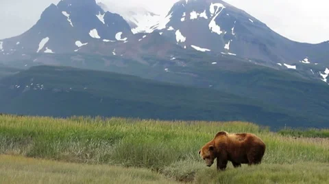 Wild Alaska Bear Scenic Stock Footage 8508699