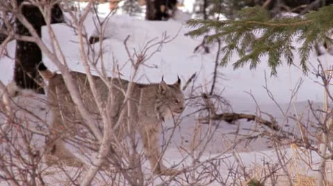 Wild Alaskan Lynx in Snowy Woods 1 Stock Footage