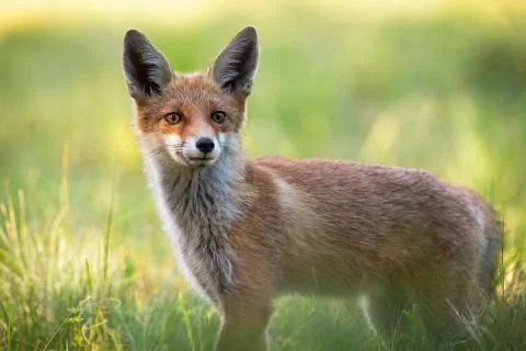 Wild alerted fox facing camera with ears oriented forward listening intensely. Stock Photos