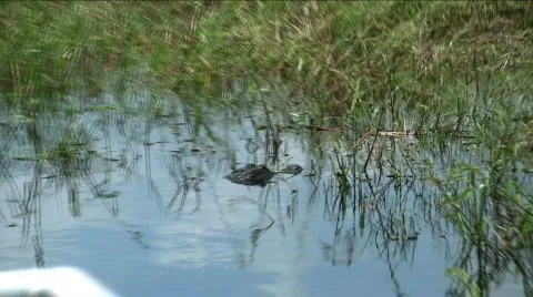 Wild alligator Stock Footage 481475