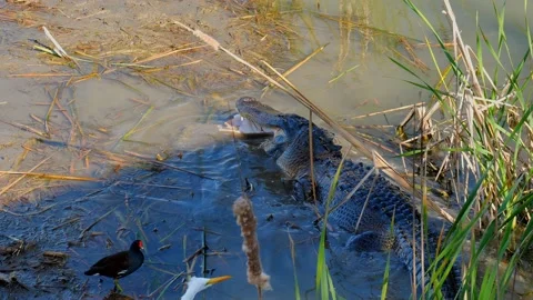 Wild Alligator grabs a dead fish carcass in its jaws near two birds. Stock Footage 141697315