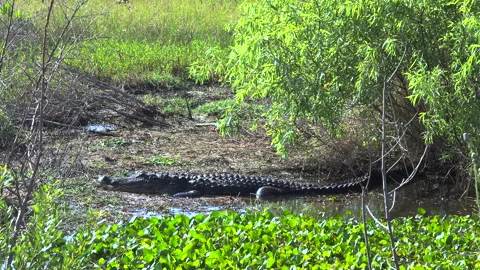 Wild alligator reptile predator resting near swamp water in natural habitat Stock Footage 333701642
