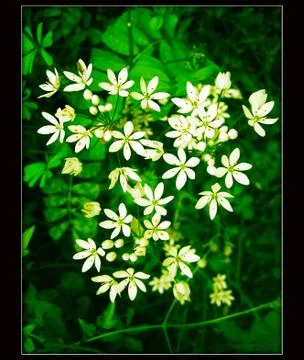 Wild allium flower macro background Stock Photos