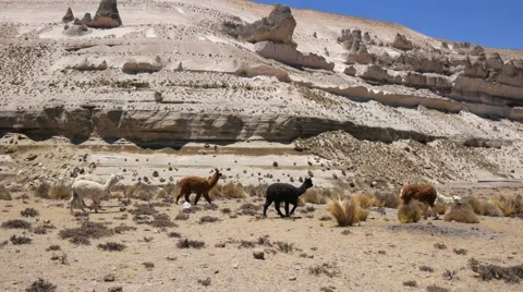 Wild alpacas Stock Footage 60033938