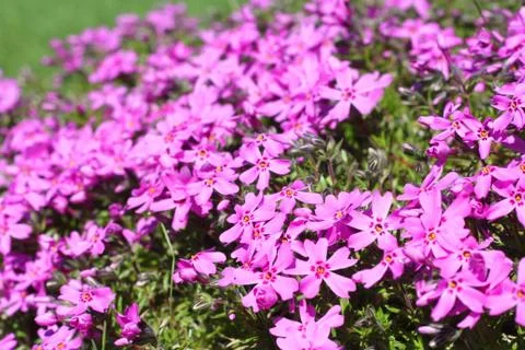 Wild alpine flowers 库存照片