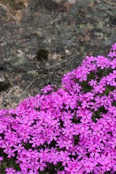 Wild alpine flowers Stock Photos