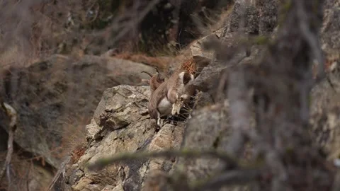 Wild Alpine ibex (Capra ibex) pair climbing steep rocky mountain cliff 스톡 동영상 328913306