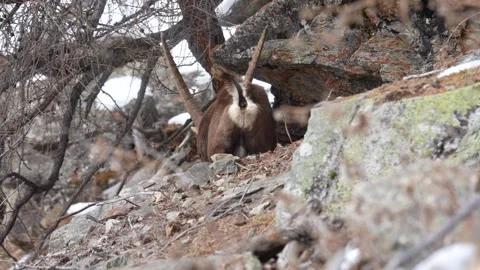 Wild Alpine ibex (Capra ibex) pooping on a mountain Stock Footage 328971779