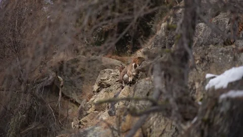 Wild Alpine ibex (Capra ibex) herd climbing a steep rocky mountain cliff Stock Footage 328972287