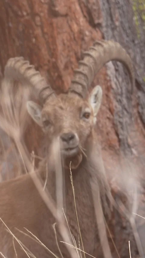 Wild alpine ibex chewing grass in mountain habitat Stock-Footage 329230951
