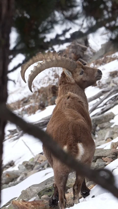 Wild alpine ibex standing on snowy mountain slope Vídeos de archivo 329230990