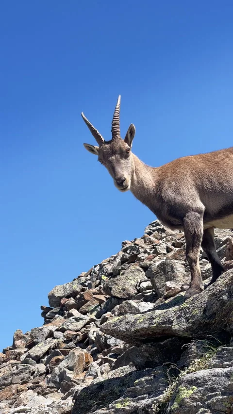 Wild Alpine Ibex Turning Head and Gazing at Camera Video stock 344309471
