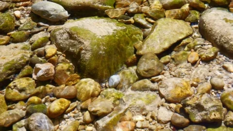 Wild alpine stream with clear water flowing through a bed of pebbles and moss Stock Footage 308321478