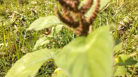Wild Amaranth Plant Stockbeeldmateriaal 332748772