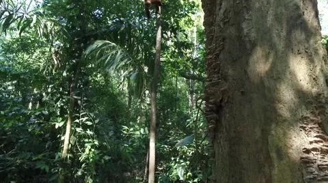 Wild amazon monkey catching bananas Stock Footage 68546570