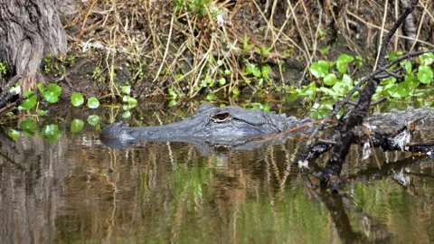 Wild American alligator gliding through calm swamp water surrounded by green Stock Footage 335779448