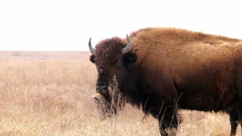 Wild American bison, Bison bison, turns his head to look at the camera. Stock Footage 142956613