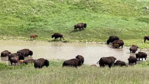Wild American bison herd drinking water in Custer State Park, South Dakota Vídeo Stock 345088607
