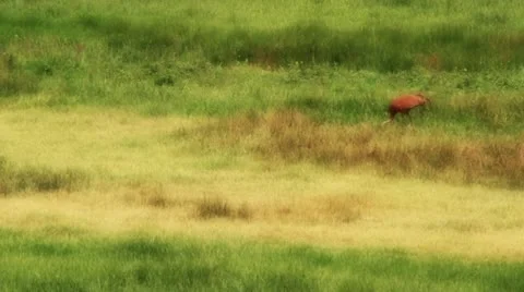 Wild American Crane in Field Stock Footage 11358409