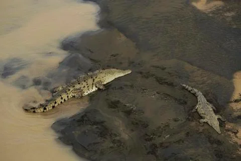 Wild American Crocodile (Crocodylus acutus) in a river sand bank Stock Photos