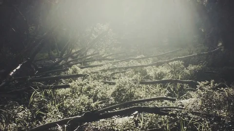 Wild ancient forest in the Carpathian mountains Stock Footage 80558715