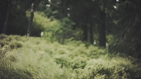 Wild ancient forest in the mountains. Aperture blur bokeh - nature background. Stock Footage 80558632