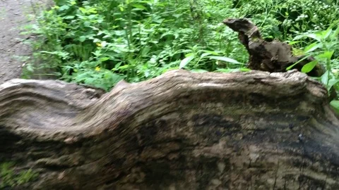 Wild ancient tree at Mangup Kale - Crimea , Russia Stock Footage 73717173