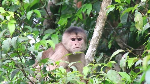 Wild and angry capuchin monkey Cebus albifrons sitting half hidden behind leaves Stock Footage 142747788