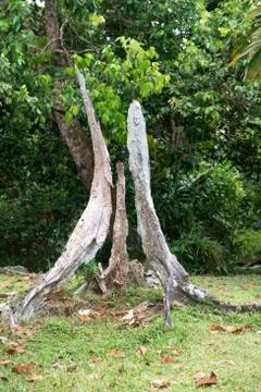 Wild and decomposed trunk of a tree 스톡 사진