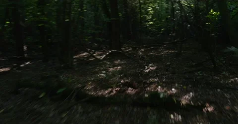 Wild and Dense Forest With Deciduous Trees, Old Roots,curvy Branches, and a Stock Footage 53091527