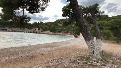 A wild and empty beach with sea and a big tree in a cloudy day. Stock-Footage 138895832