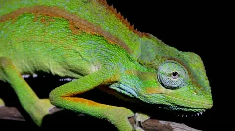 A WILD and extremely colourful Two-lined Chameleon in Uganda, Africa. Stock Footage 11315210