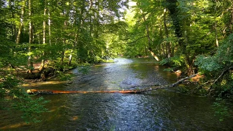 Wild and natural river course through a natural mixed forest, wetland Stock Footage 201312702