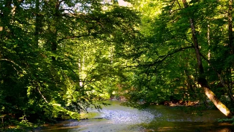 Wild and natural river course through a natural mixed forest, wetland Stock Footage 201312703
