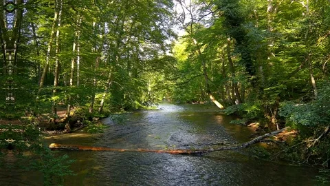 Wild and natural river course through a natural mixed forest, wetland Stock Footage 201312704