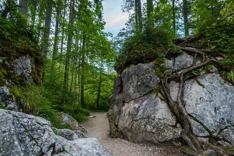 The wild and romantic magic forest Stock Photos