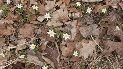 Wild anemone flowers in the early spring forest. White spring flower Anemone Stock-Footage 174204765