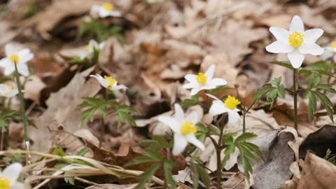 Wild anemone flowers in the early spring forest. White spring flower Anemone Stock-Footage 174206085